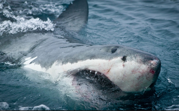 Hungriger Geselle: Ein großer Weißer Hai mit großem Appetit greift ein Boot voll Wissenschafter an Foto: Lwp Kommunikáció